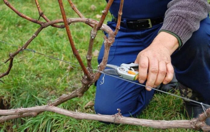 Правильний алгоритм обрізання винограду восени