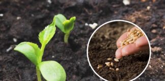 Експерти назвали популярні рослини, яким потрібна стратифікація