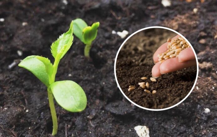 Експерти назвали популярні рослини, яким потрібна стратифікація