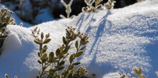 Які рослини можна не прибирати з городу