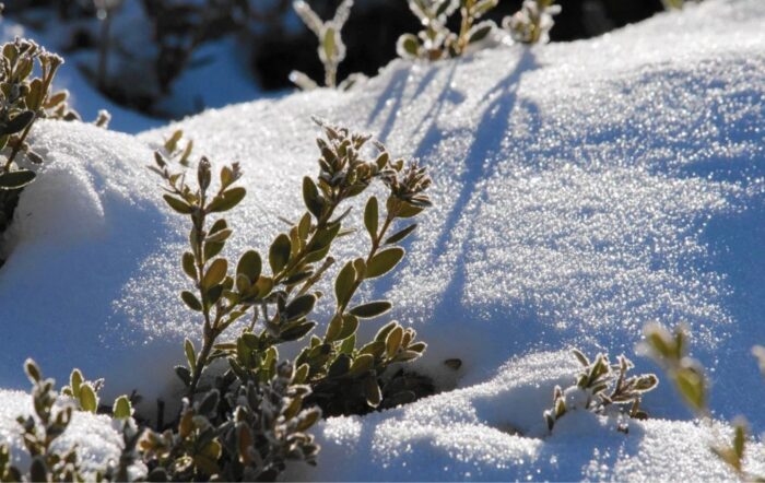 Які рослини можна не прибирати з городу