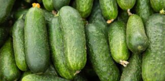 Місячний календар посіву огірків на розсаду 2024