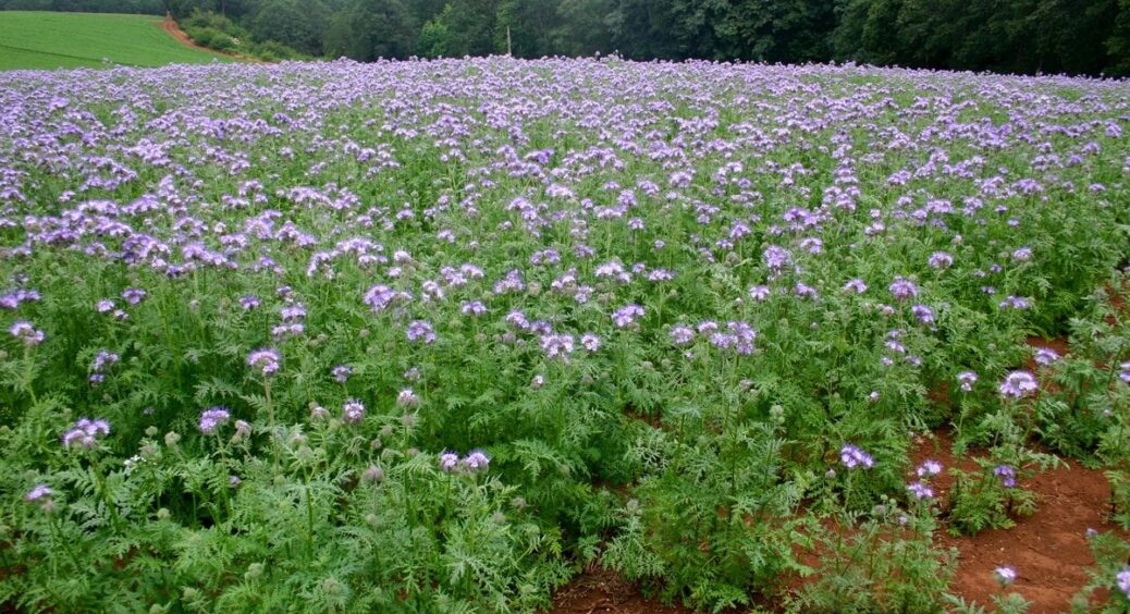 Ось коли сидерати краще не скошувати та не перекопувати: є нюанси, які треба знати – тоді земля буде родючою 