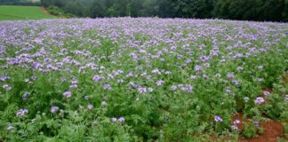 Правила перекопування сидератів у листопаді