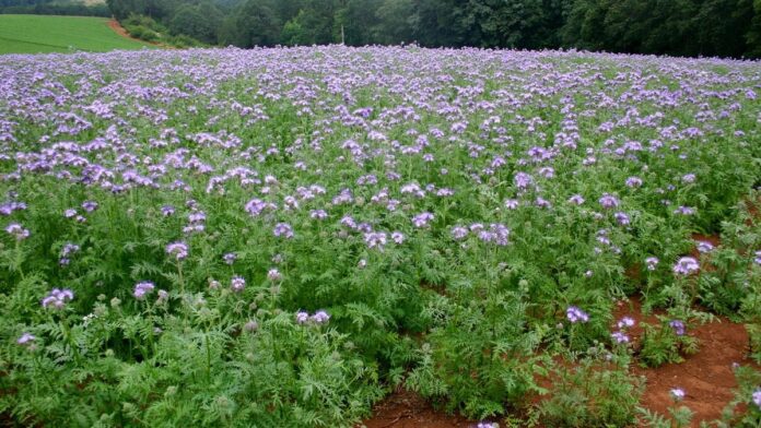 Правила перекопування сидератів у листопаді
