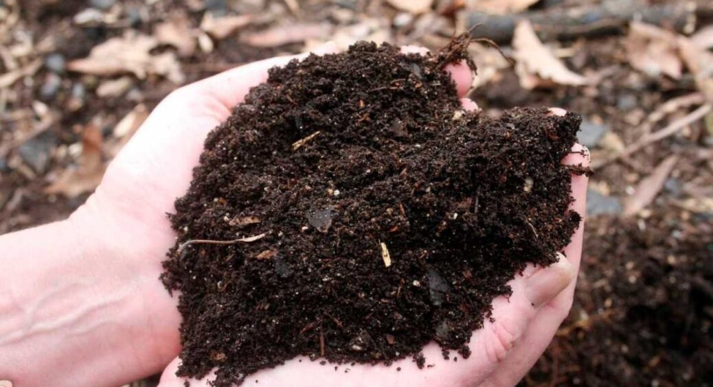 З покупною хімією не морочуся: беру 1 кіло цього саморобного добрива і розсипаю грядками — живе “золото” 