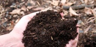 Городники розповіли, чим безкоштовно можна підживити город