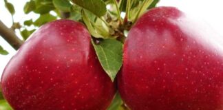 Як підвищити врожайність яблуні