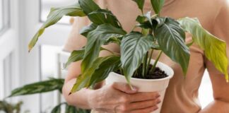 Які рослини варто викинути з будинку