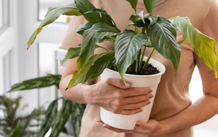 Які рослини варто викинути з будинку