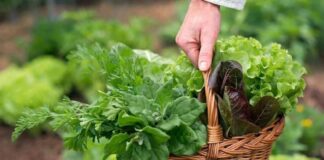 Що потрібно обов'язково посадити на городі