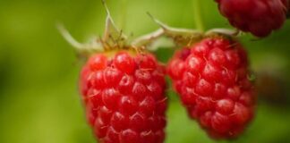 Коли краще обрізати малину