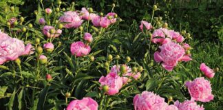 Садівники розповіли, як та для чого обрізати бутони півоній 