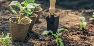 Експерти розповіли, як визначити, коли восени садити дерева