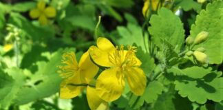 Чи корисний насправді чистотіл