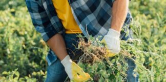 Як боротись із бур'яном на городі