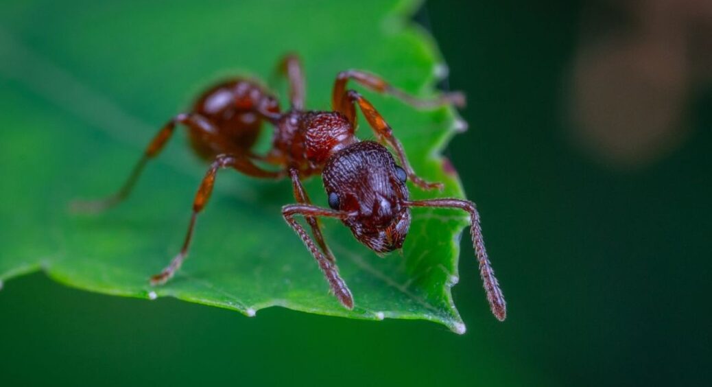Багато мурах на ділянці – що робити? Простий спосіб позбутись від комах завдяки двом рослинам: перевірено 