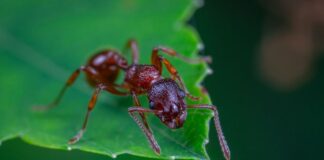 Як боротись із мурахами на городі