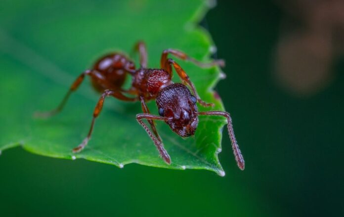 Як боротись із мурахами на городі