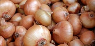 Як правильно садити цибулю восени, щоб вона дала хороший урожай