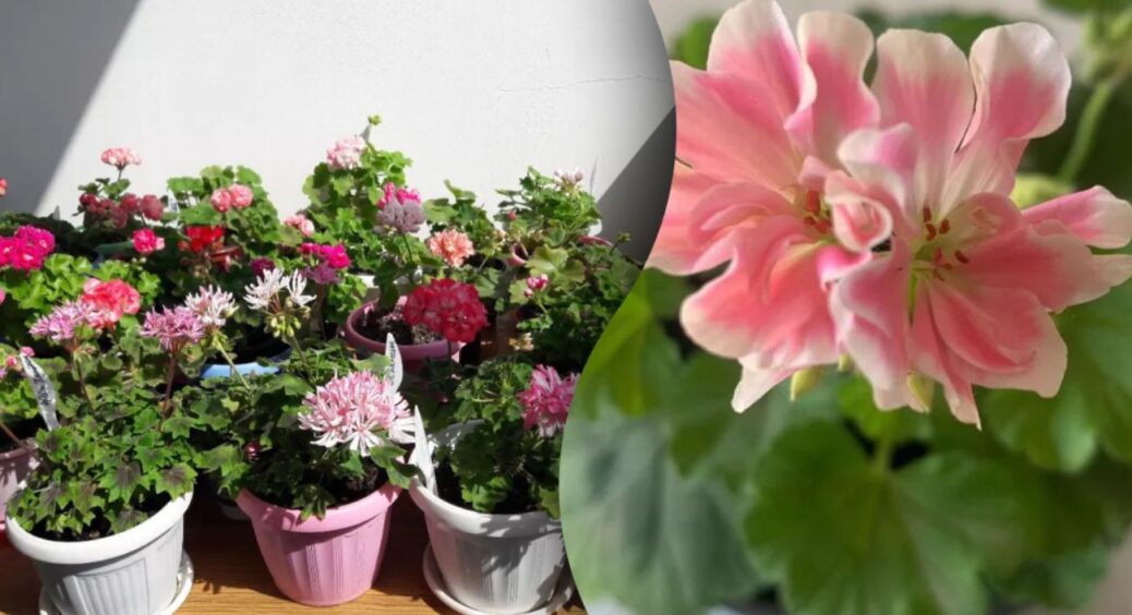 Що потрібно класти в горщик з квітами, щоб вони не засихали і не в’яли: ви просто не впізнаєте свої рослини 