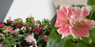 Що зробити, щоб квіти у горщиках не засихали без поливу: поради садівників