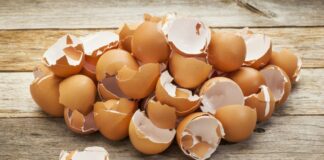 Експерти поділилися порадами, як використовувати шкаралупу на городі з користю для рослин