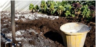 Городники розповіли про дієвий метод розкислення ґрунту