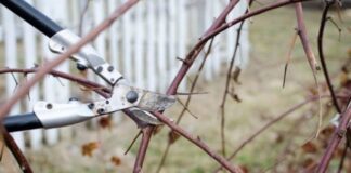 Які дерева варто обрізати влітку: поради садівників 