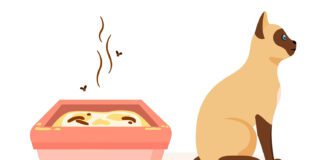 Експерти назвали дієвий засіб проти смороду у котячому лотку