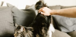 Ветеринар розповів, як часто котам треба давати таблетки від глистів