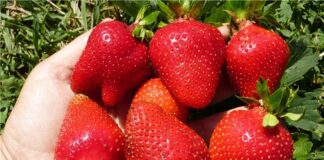 Після такого удобрення ягоди будуть великими: порада дачників 