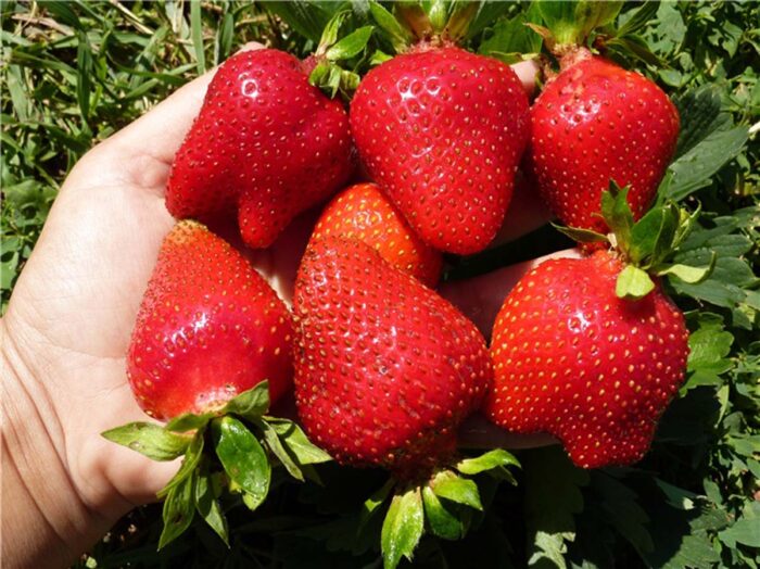 Після такого удобрення ягоди будуть великими: порада дачників 