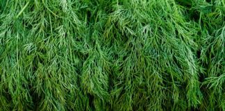 Як виростити пухнастий кріп на ділянці