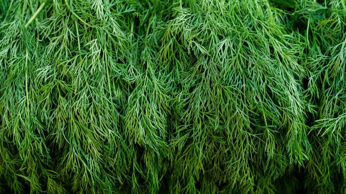 Як виростити пухнастий кріп на ділянці Як виростити пухнастий кріп на ділянці