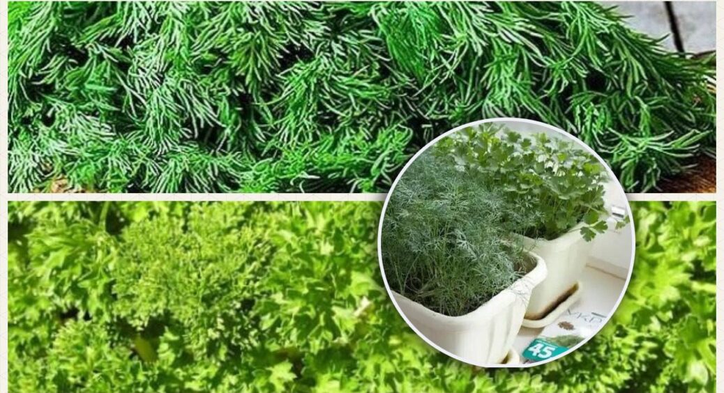 Город на підвіконні: ці сорти кропу та петрушки краще вирощувати вдома – загальний огляд популярної зелені 