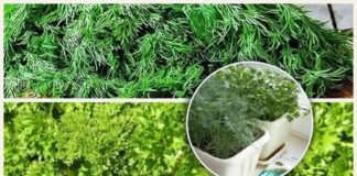 Город на підвіконні: ці сорти кропу та петрушки краще вирощувати вдома