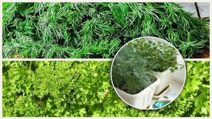 Город на підвіконні: ці сорти кропу та петрушки краще вирощувати вдома Город на підвіконні: ці сорти кропу та петрушки краще вирощувати вдома