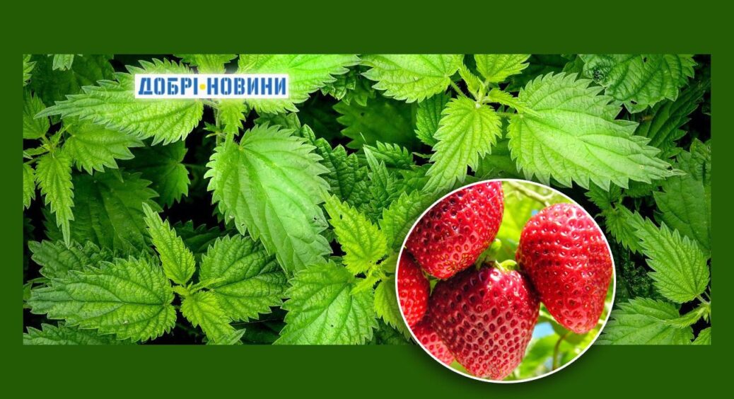 Дочекалася першої кропиви і за старовинним рецептом бабусі зробила натуральне добриво: город подякував 