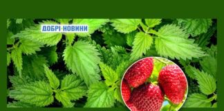 Добриво з кропиви - відмінна підтримка для полуничних кущів