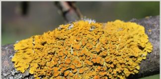 Як боротися з лишайником на деревах 