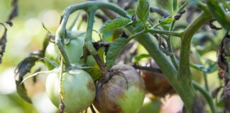 Садівник розповів, що можна визначити за плямками на овочах