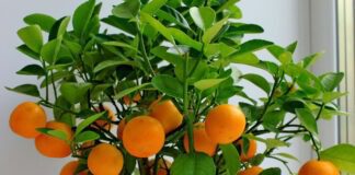 Посадила кісточку мандарина та виростила справжнє мандаринове дерево