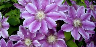 Садівники розповіли, як підготувати квіти до зимування