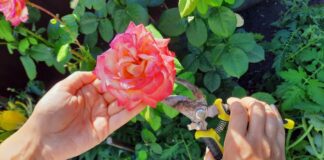 Як зберегти троянди на клумбі взимку від заморозків