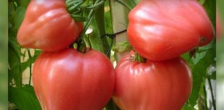 Городники назвали сорт томатів, який дає солодкі та великі плоди