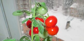 Городник розповів, чим підживити томати під час пересадки