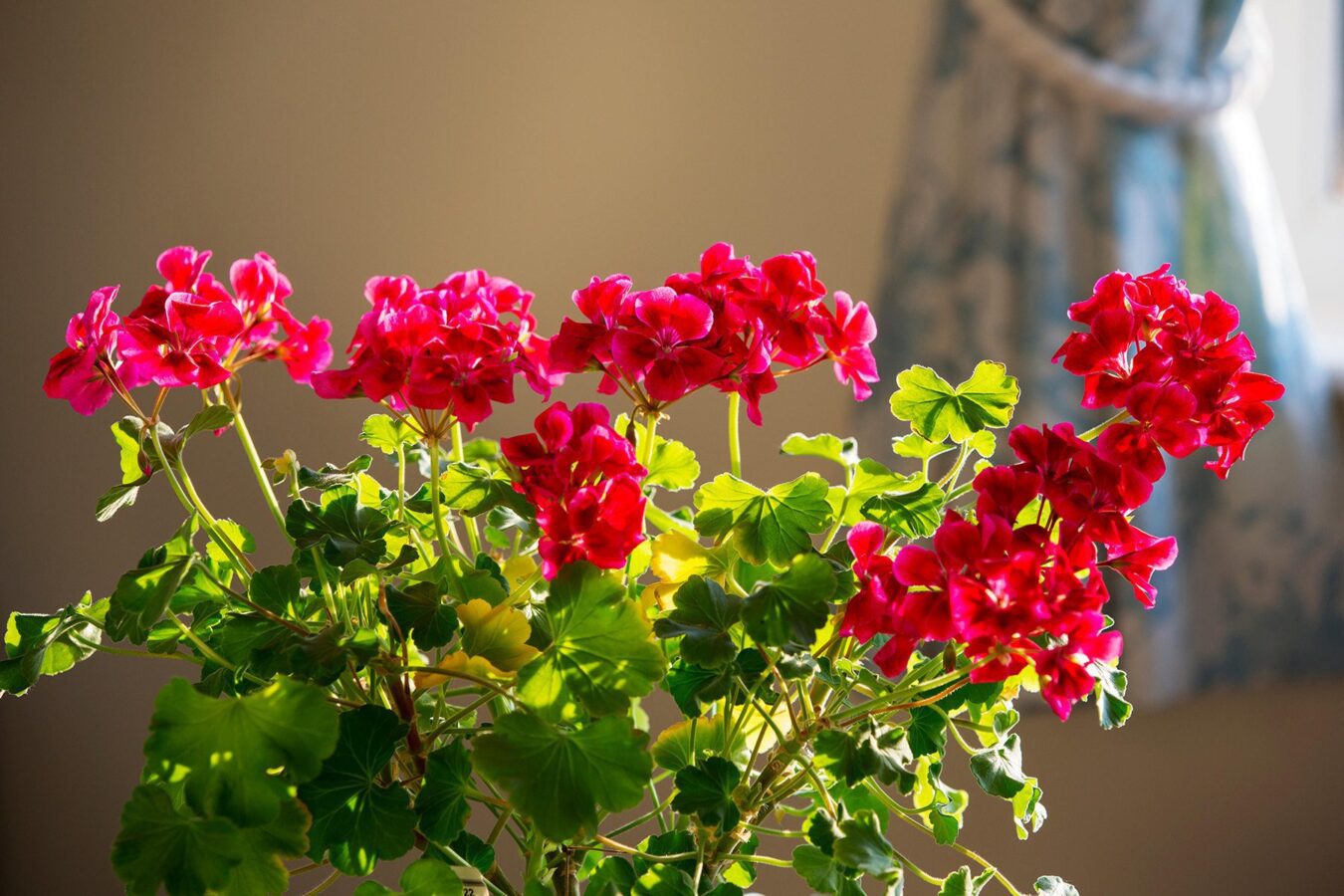 Герань мая. Пеларгония Pelargonium Gazelle. Герань от моли. Та Молли пеларгония. Герань сбросила листья.