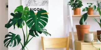 Агрономи розповіли про добриво для квітнення кімнатних рослин