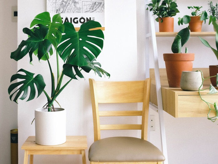 Мальовничі кімнатні рослини – прикраса будь-якого будинку